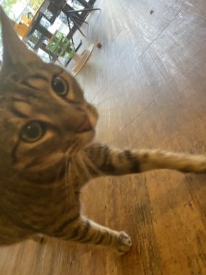   at Katzentempel - Hannover in Hannover