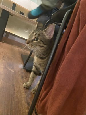   at Katzentempel - Hannover in Hannover