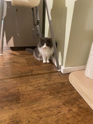   at Katzentempel - Hannover in Hannover