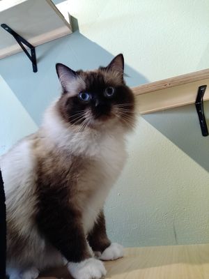  at Katzentempel - Hannover in Hannover