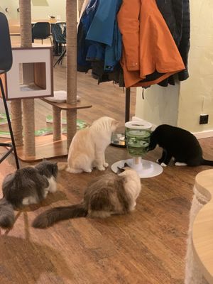 Katzen  at Katzentempel - Hannover in Hannover