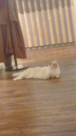  at Katzentempel - Hannover in Hannover