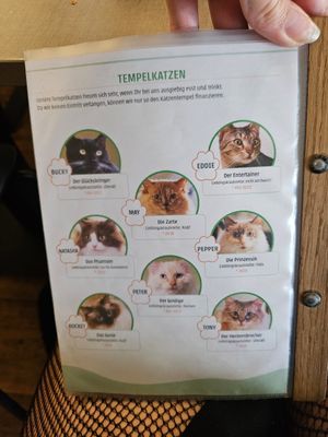  at Katzentempel - Hannover in Hannover