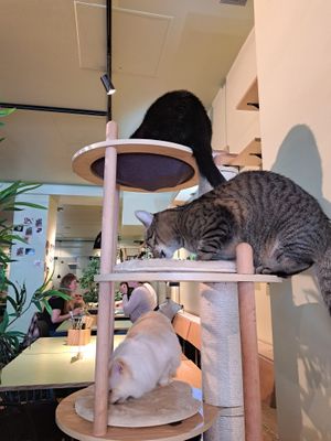  at Katzentempel - Hannover in Hannover