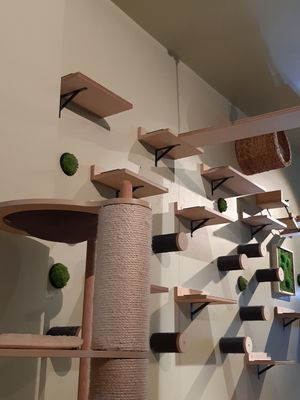  at Katzentempel - Hannover in Hannover