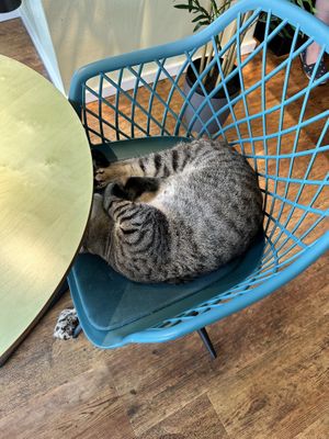   at Katzentempel - Hannover in Hannover