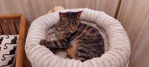  at Cat Cafe in Vilnius