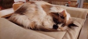  at Cat Cafe in Vilnius