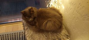  at Cat Cafe in Vilnius