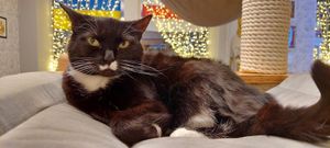  at Cat Cafe in Vilnius