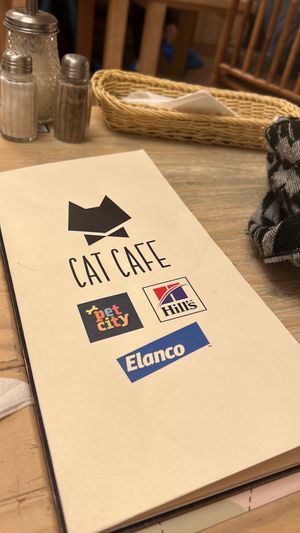   at Cat Cafe in Vilnius