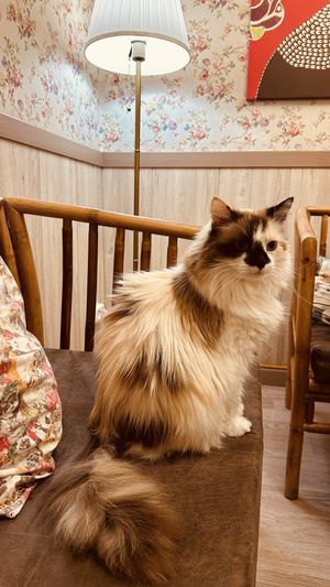   at Cat Cafe in Vilnius