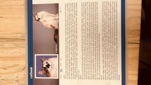   at Cat Cafe in Vilnius