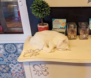 Cat at Cat Cafe in Vilnius