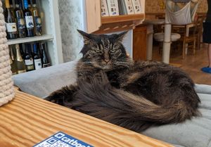 Cat at Cat Cafe in Vilnius