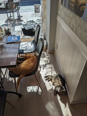 Many cats at Cat Cafe in Vilnius