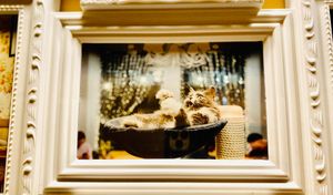  at Cat Cafe in Vilnius