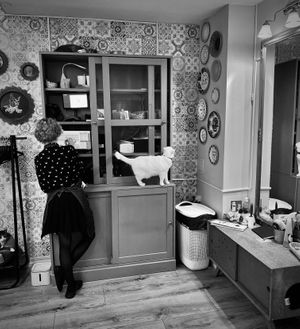  at Cat Cafe in Vilnius