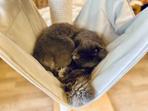  at Cat Cafe in Vilnius