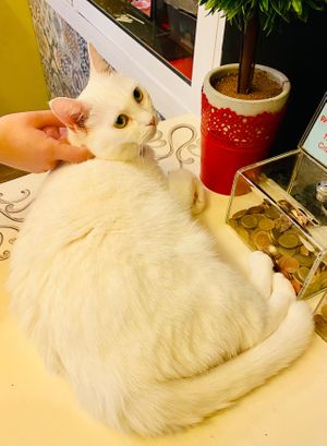  at Cat Cafe in Vilnius