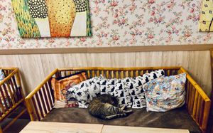  at Cat Cafe in Vilnius