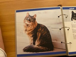  at Cat Cafe in Vilnius