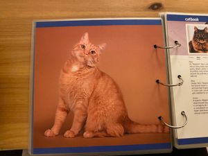  at Cat Cafe in Vilnius