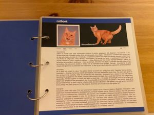  at Cat Cafe in Vilnius