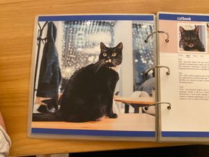  at Cat Cafe in Vilnius