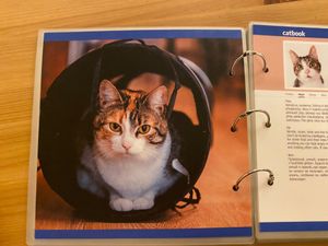  at Cat Cafe in Vilnius