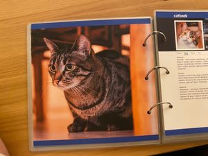  at Cat Cafe in Vilnius