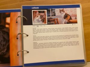  at Cat Cafe in Vilnius