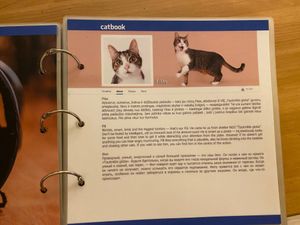  at Cat Cafe in Vilnius