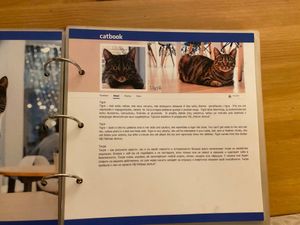  at Cat Cafe in Vilnius