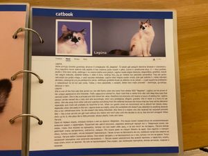  at Cat Cafe in Vilnius