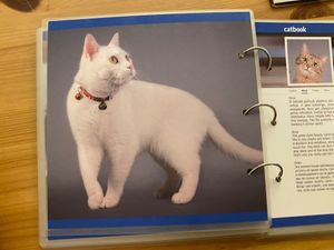  at Cat Cafe in Vilnius