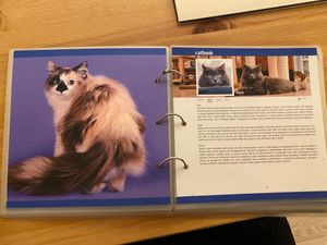  at Cat Cafe in Vilnius