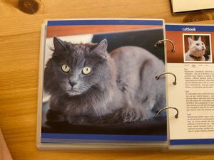  at Cat Cafe in Vilnius