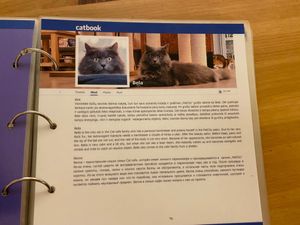  at Cat Cafe in Vilnius