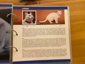  at Cat Cafe in Vilnius