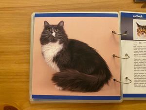  at Cat Cafe in Vilnius