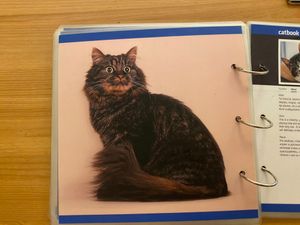  at Cat Cafe in Vilnius