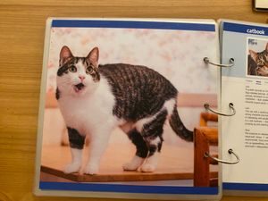  at Cat Cafe in Vilnius