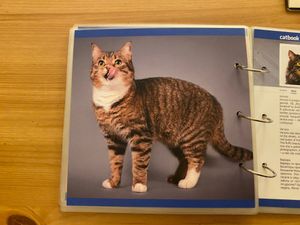  at Cat Cafe in Vilnius