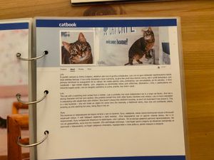  at Cat Cafe in Vilnius