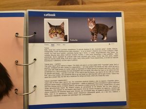  at Cat Cafe in Vilnius