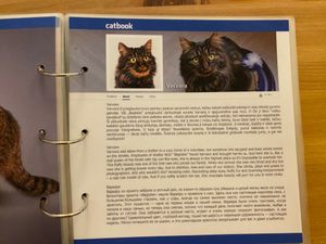  at Cat Cafe in Vilnius