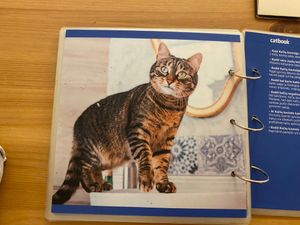  at Cat Cafe in Vilnius