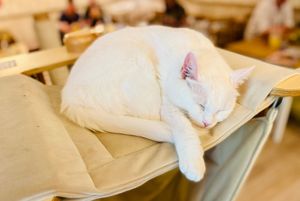  at Cat Cafe in Vilnius