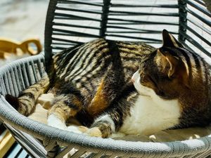  at Cat Cafe in Vilnius